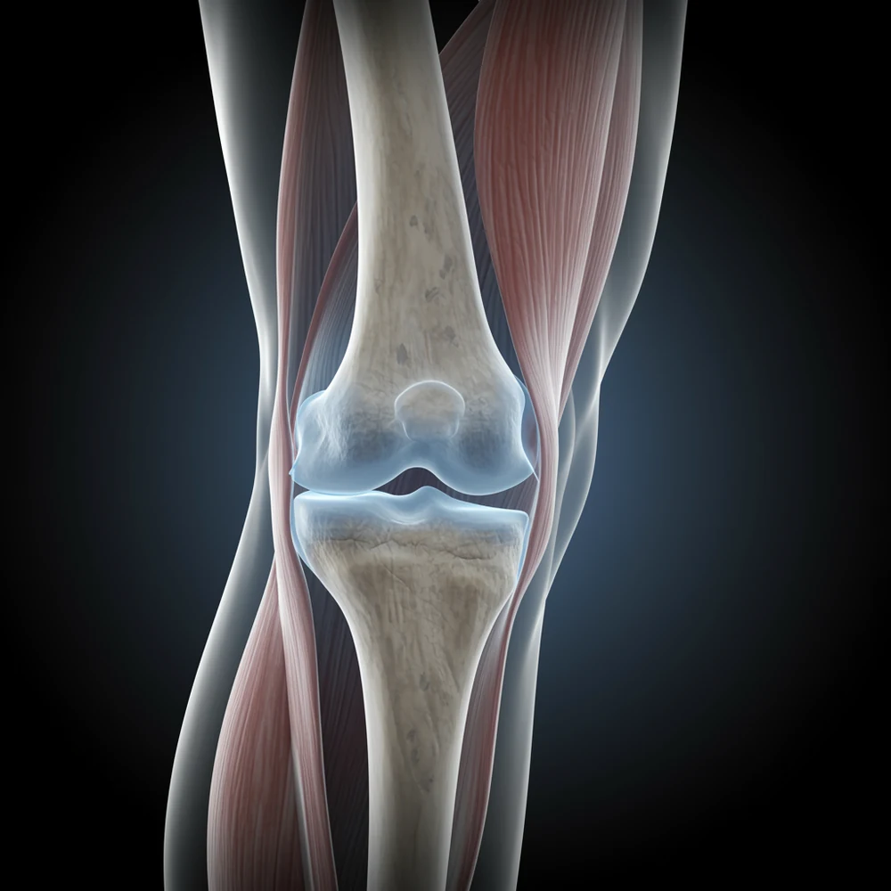 Knee joint anatomy illustration